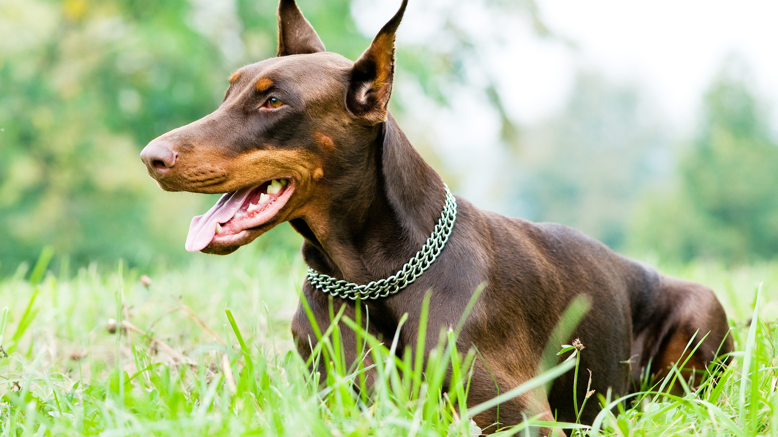 Doberman Pinscher for 2560x1440 HDTV resolution