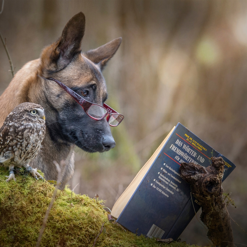 Dog and Owl Reading a Book for 1024 x 1024 iPad resolution