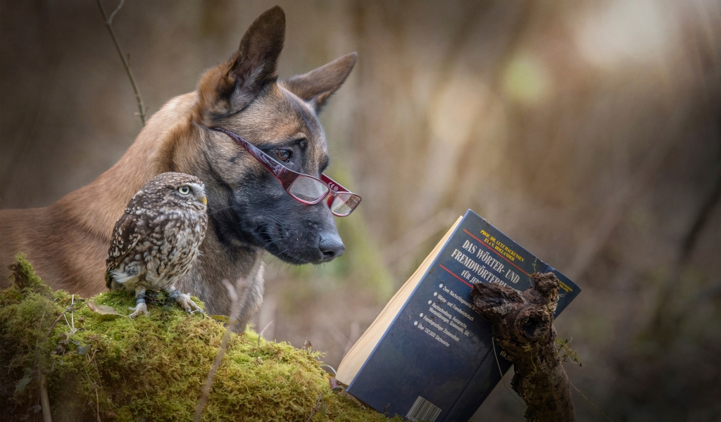 Dog and Owl Reading a Book for 1024 x 600 widescreen resolution