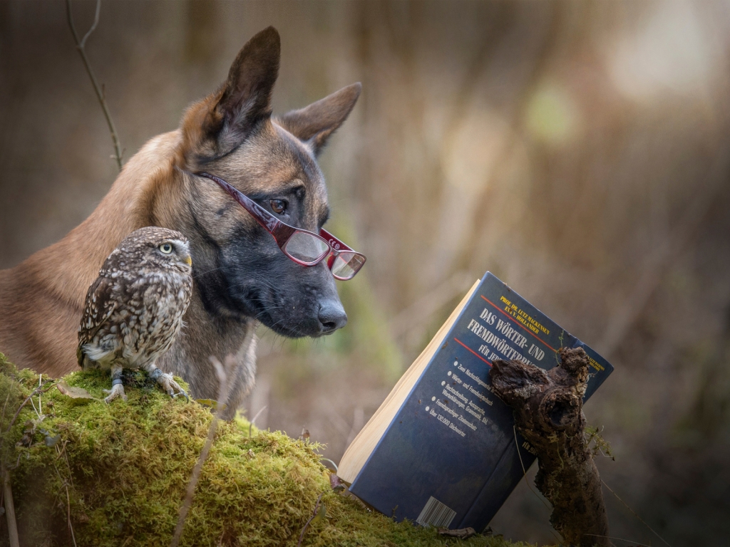 Dog and Owl Reading a Book for 1024 x 768 resolution