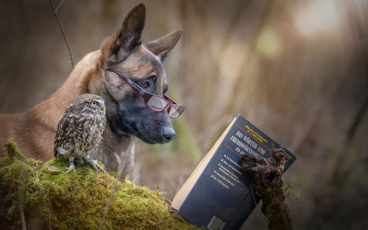 Dog and Owl Reading a Book for 1280 x 800 widescreen resolution