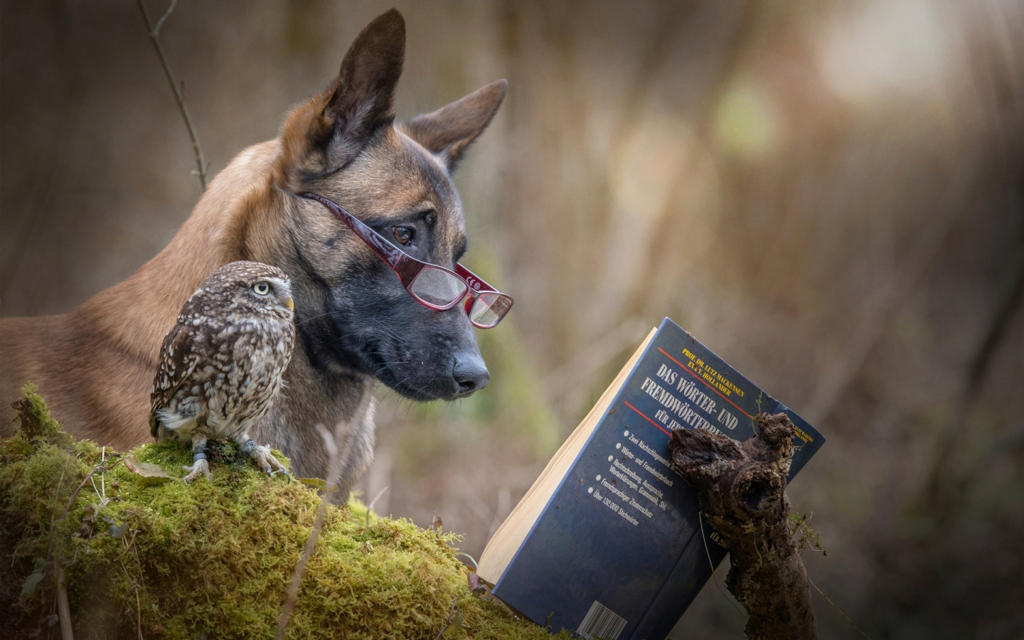 Dog and Owl Reading a Book for 1440 x 900 widescreen resolution