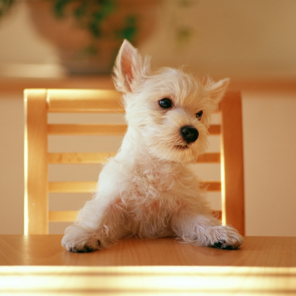 Dog at the table for 1024 x 1024 iPad resolution