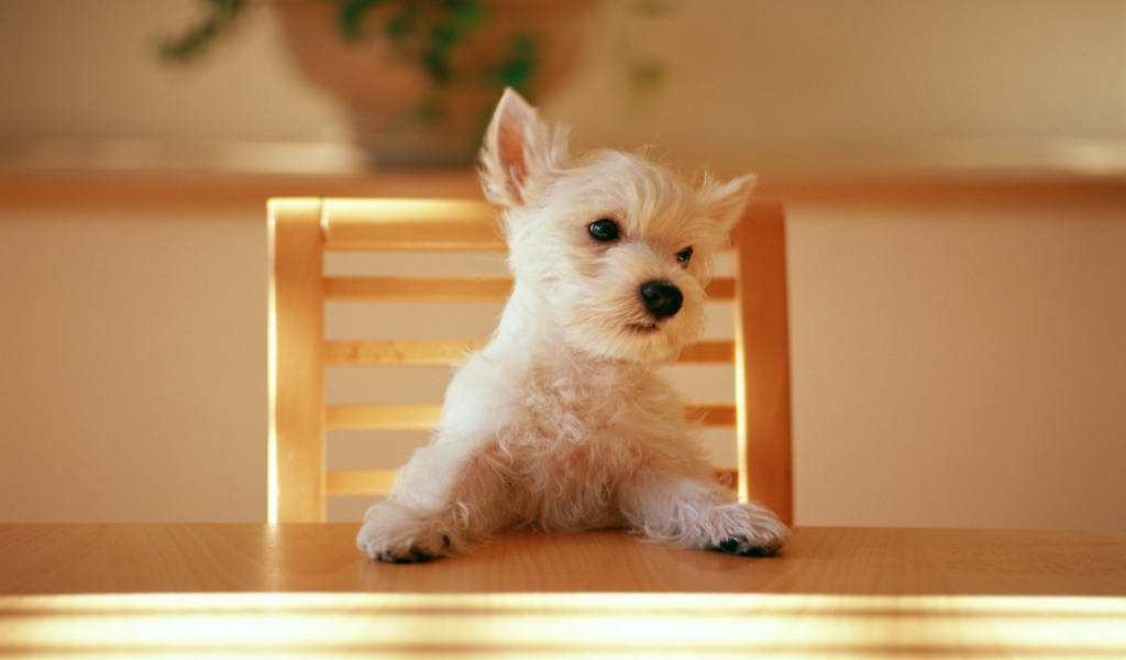 Dog at the table for 1024 x 600 widescreen resolution