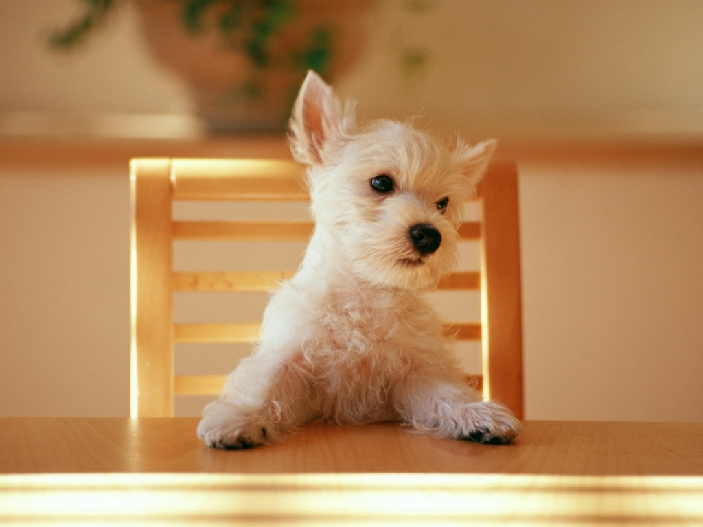 Dog at the table for 1024 x 768 resolution