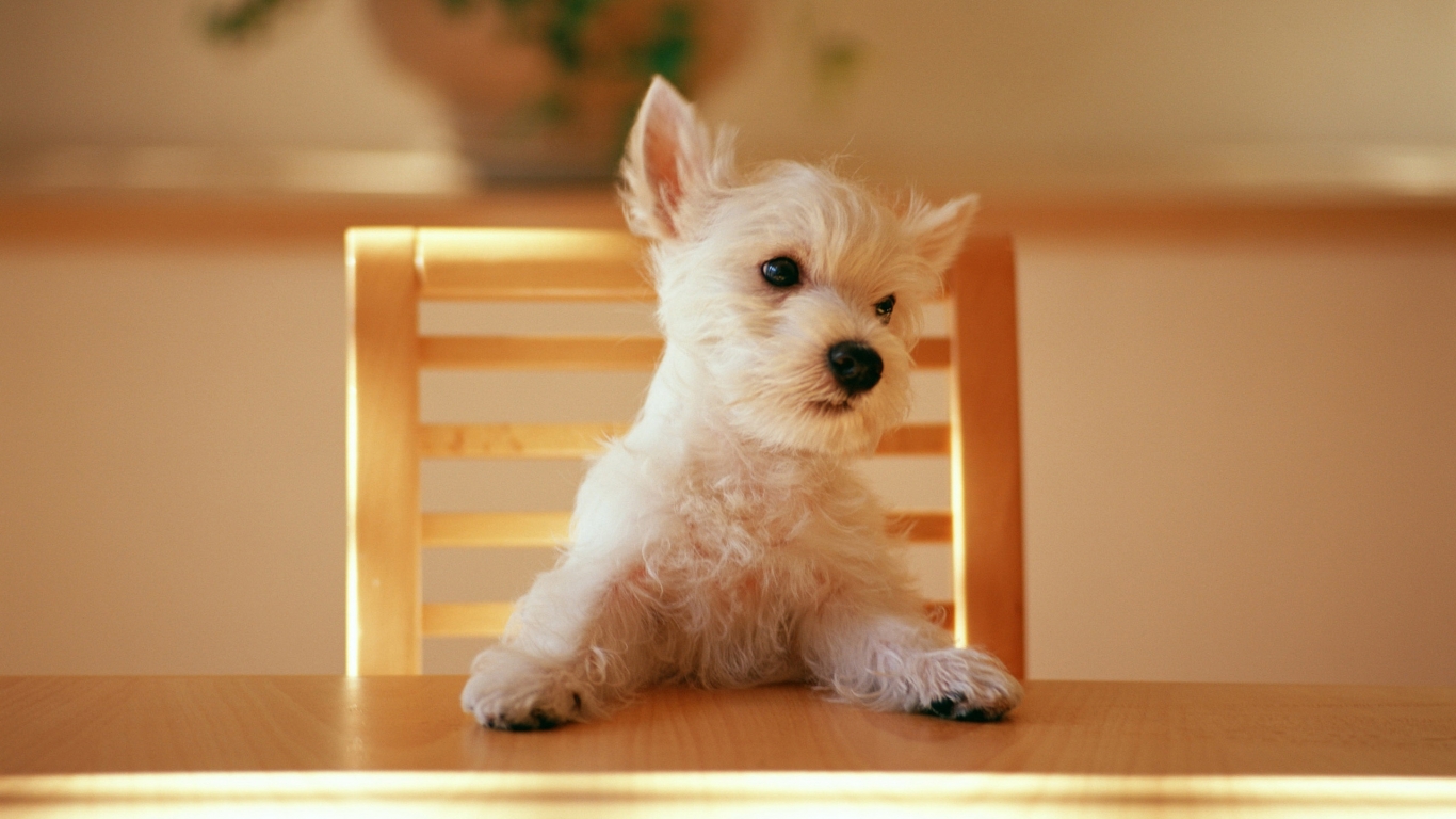 Dog at the table for 1366 x 768 HDTV resolution