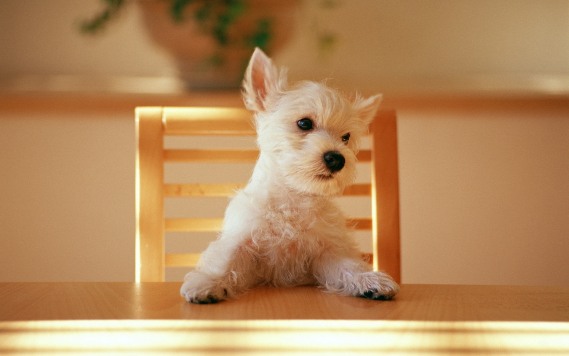 Dog at the table for 1920 x 1200 widescreen resolution