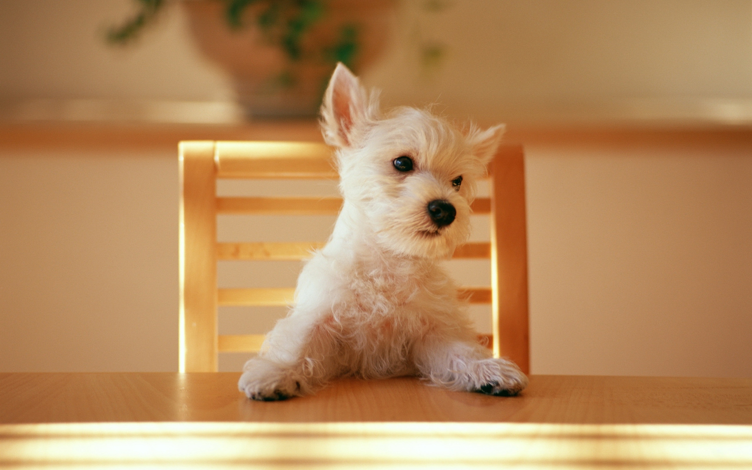 Dog at the table for 2560 x 1600 widescreen resolution