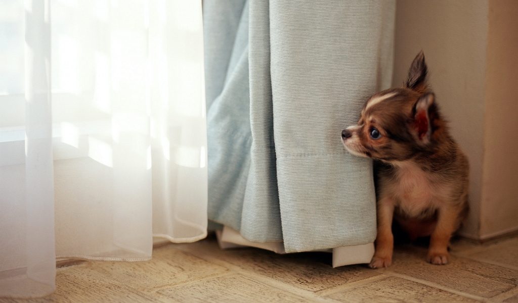 Dog at the window for 1024 x 600 widescreen resolution