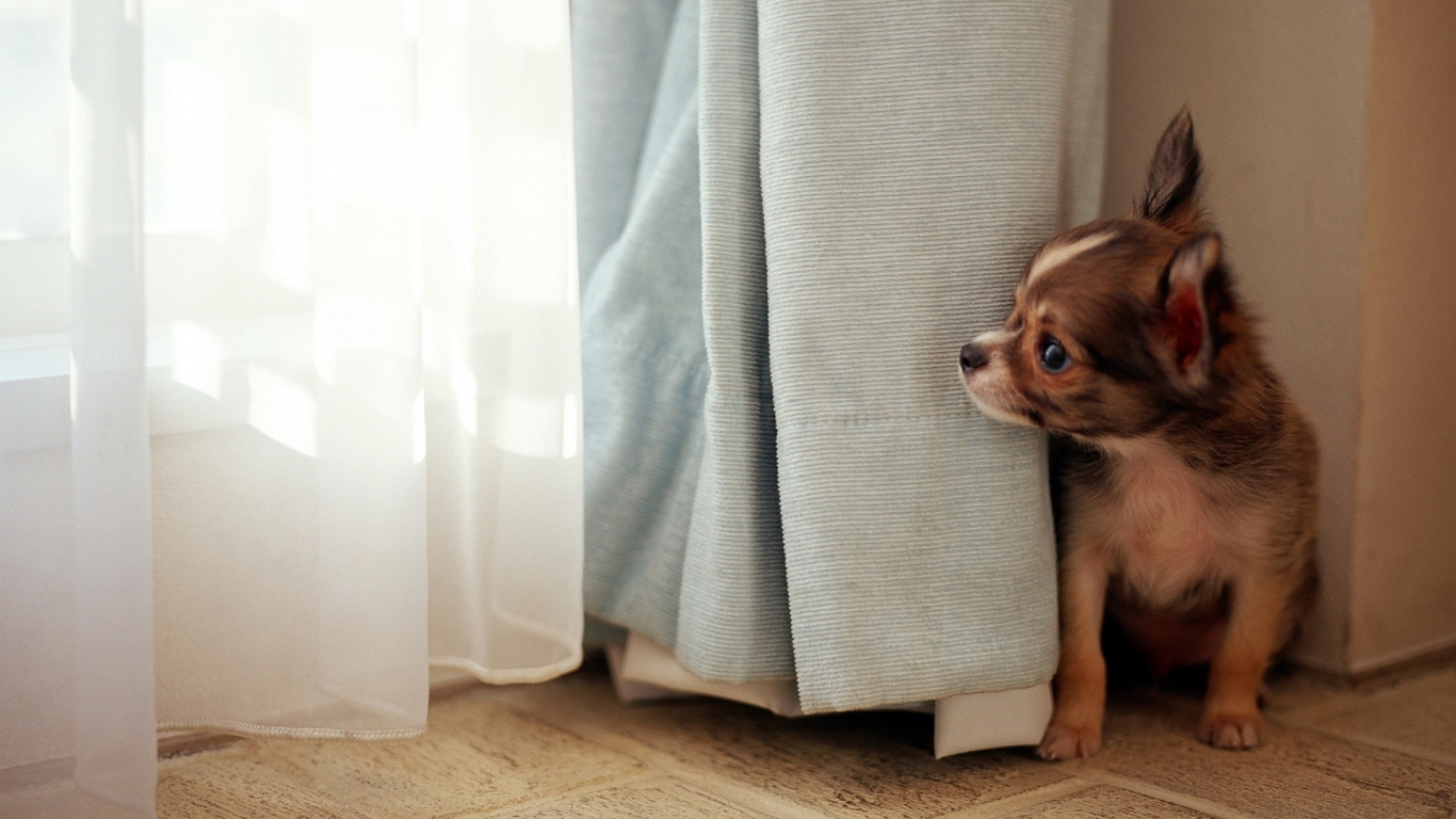Dog at the window for 1366 x 768 HDTV resolution