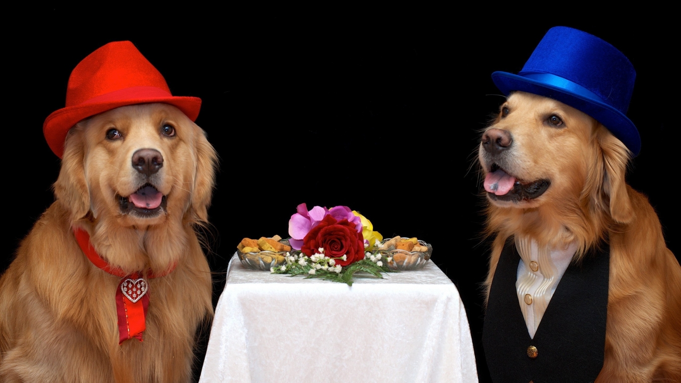 Dog Couple Dating 1366 x 768 HDTV Wallpaper