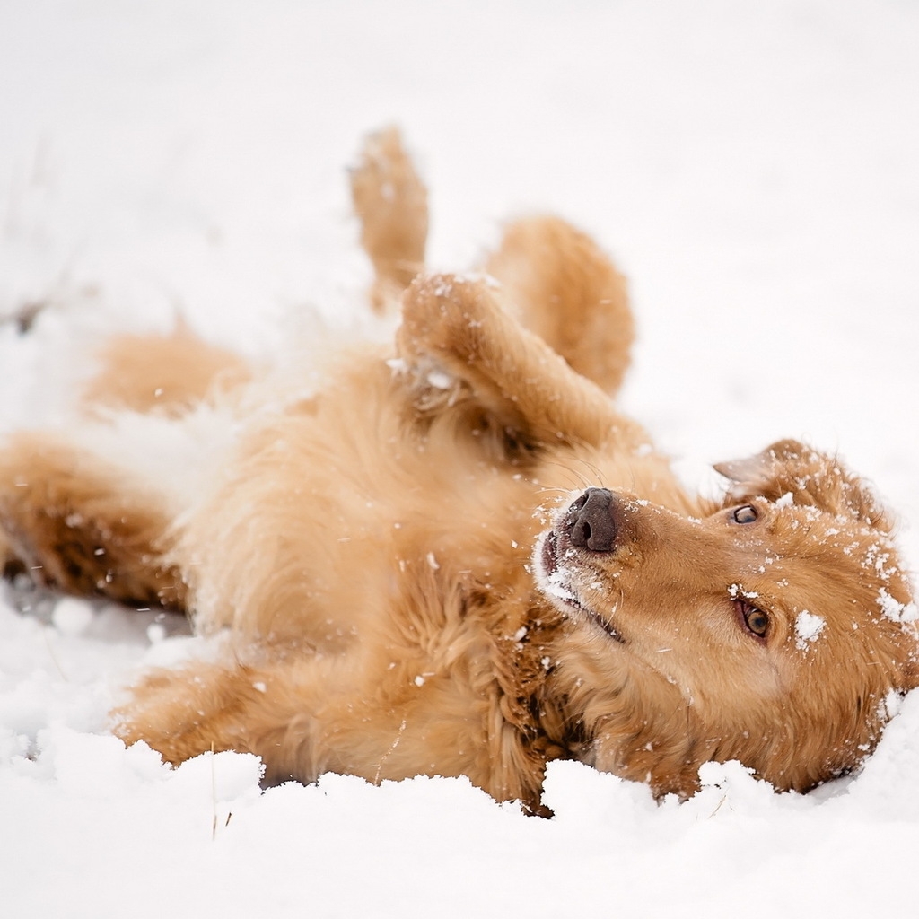 Dog Playing in the Snow for 1024 x 1024 iPad resolution
