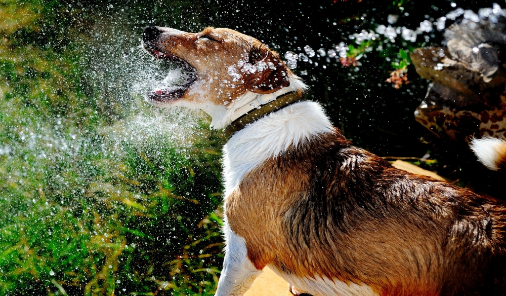 Dog Playing with Water for 1024 x 600 widescreen resolution