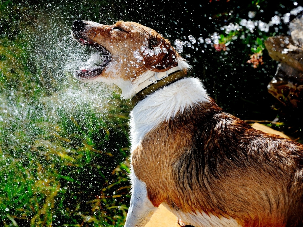 Dog Playing with Water for 1024 x 768 resolution