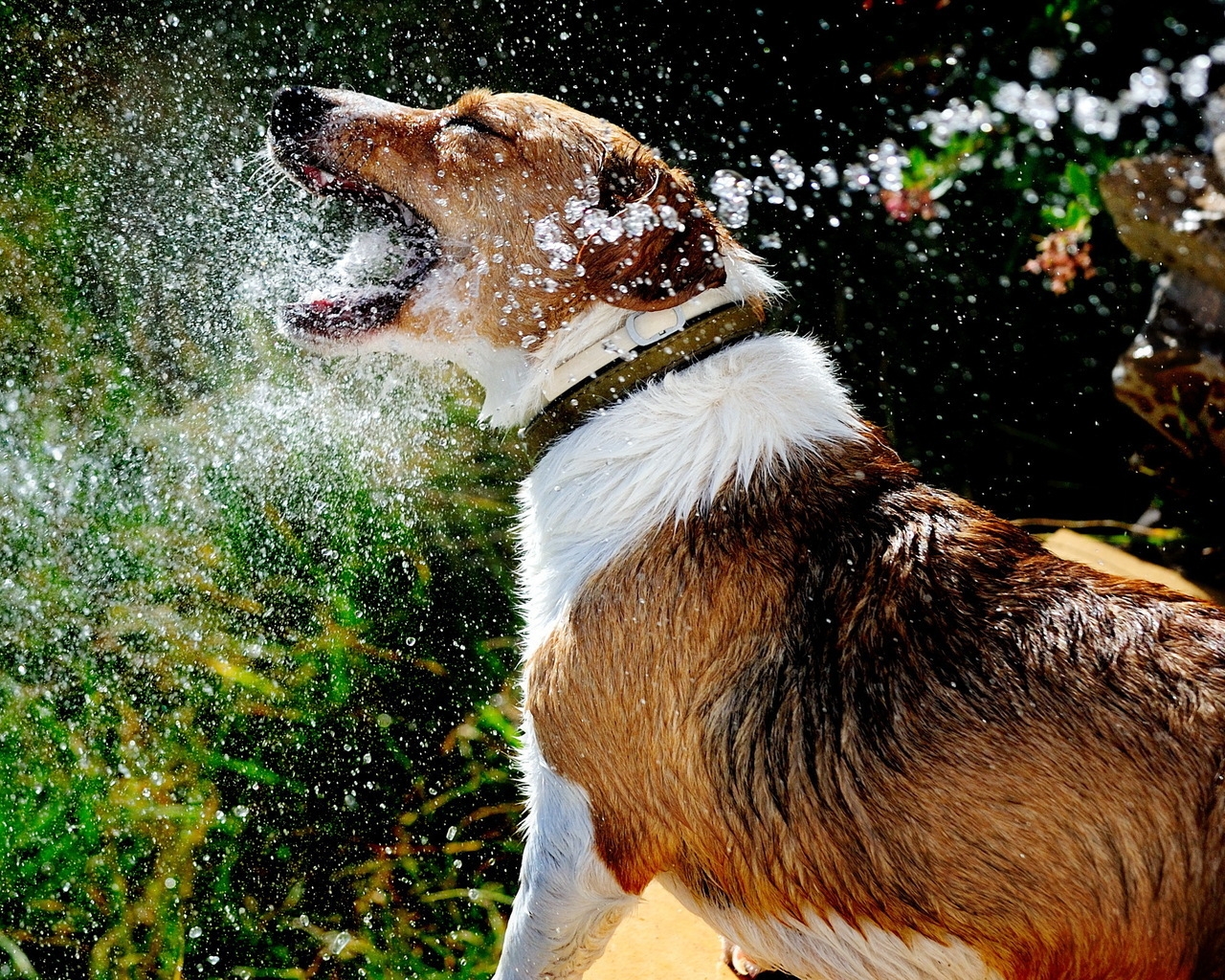 Dog Playing with Water for 1280 x 1024 resolution