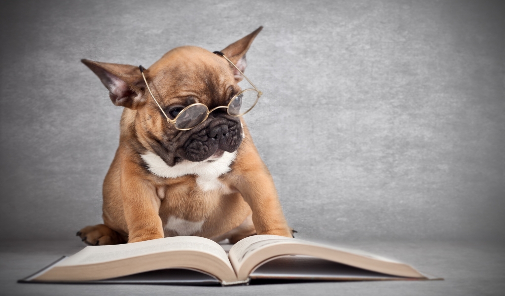 Dog Reading for 1024 x 600 widescreen resolution