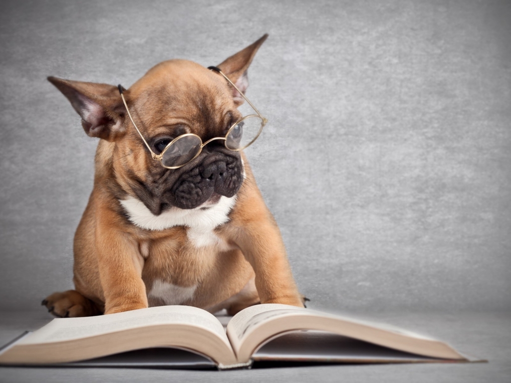 Dog Reading for 1024 x 768 resolution
