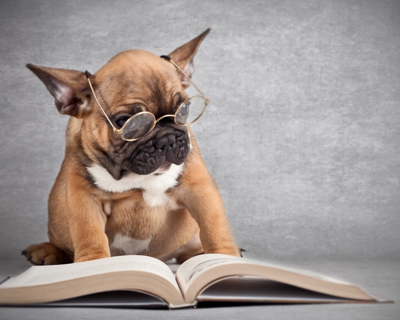 Dog Reading for 1280 x 1024 resolution