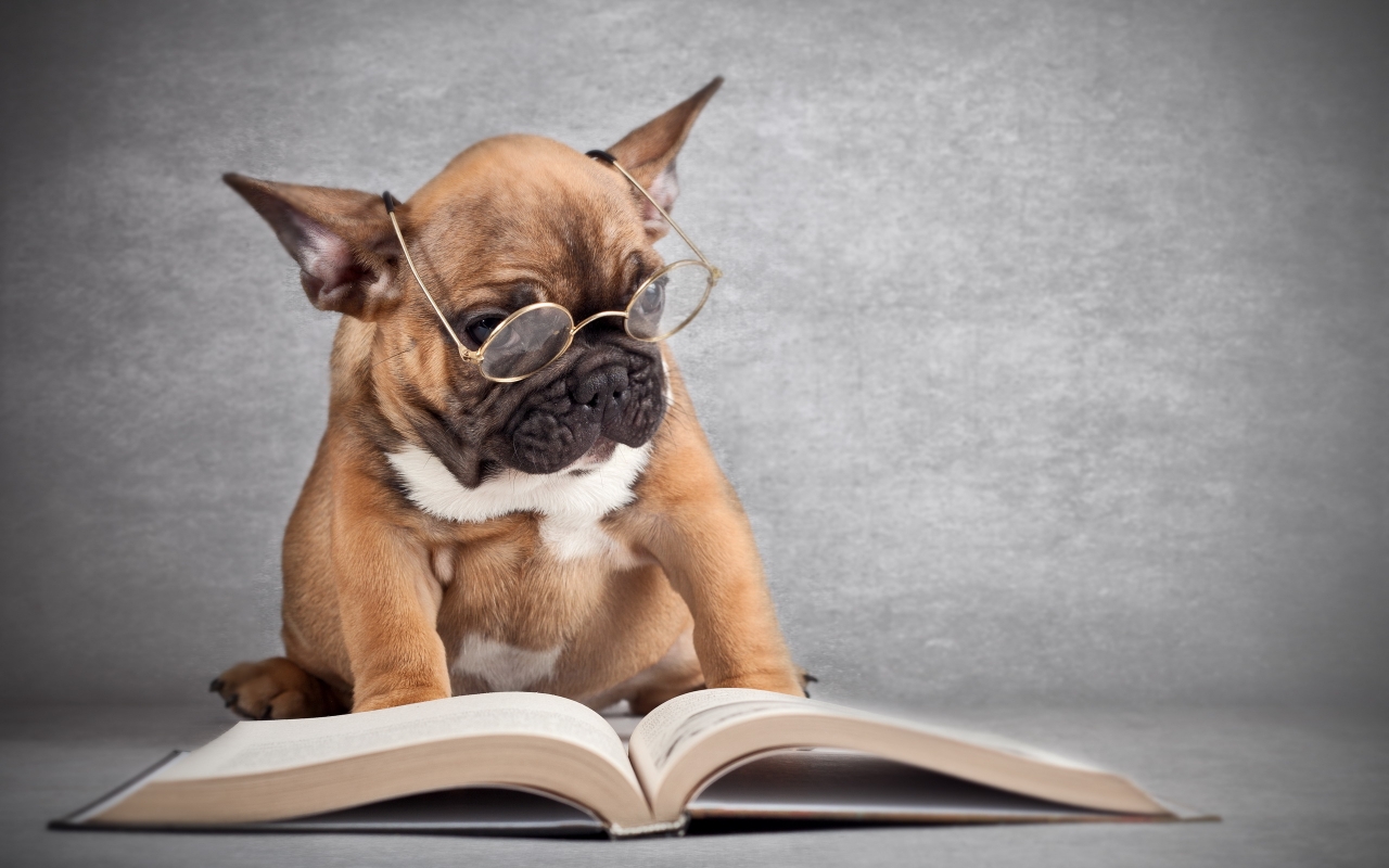 Dog Reading for 1280 x 800 widescreen resolution