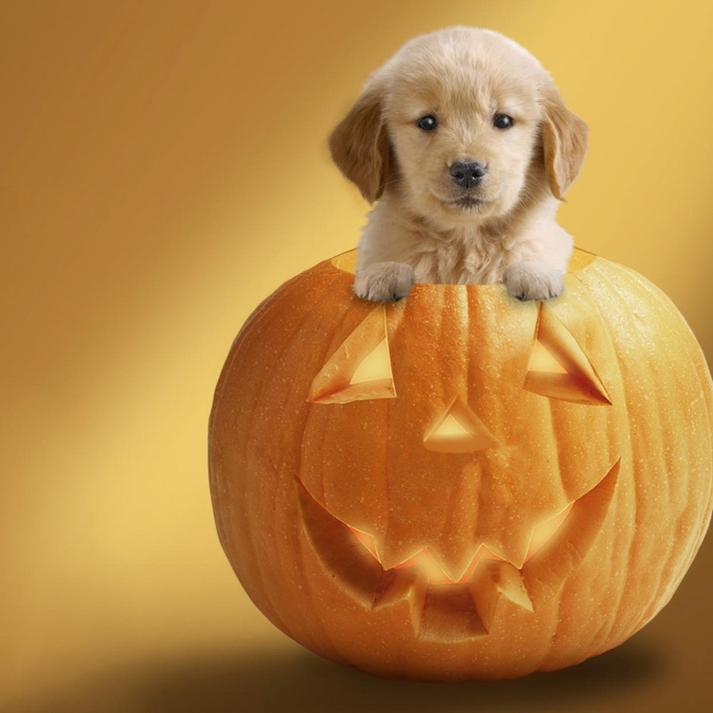 Dog Ready For Halloween for 1024 x 1024 iPad resolution