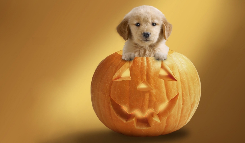Dog Ready For Halloween for 1024 x 600 widescreen resolution