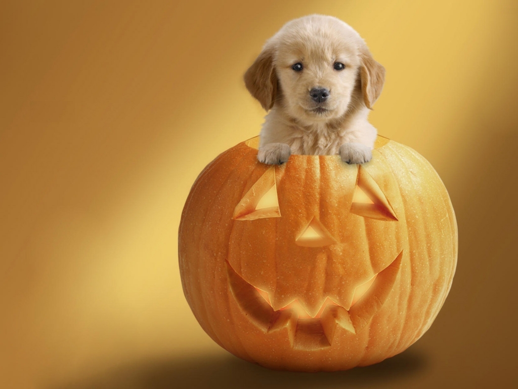 Dog Ready For Halloween for 1024 x 768 resolution