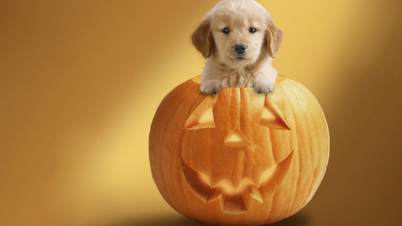 Dog Ready For Halloween for 1366 x 768 HDTV resolution