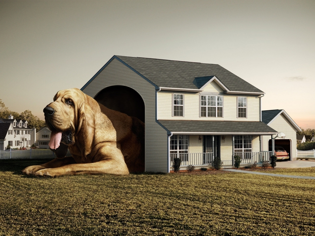 Dog Real House for 1024 x 768 resolution