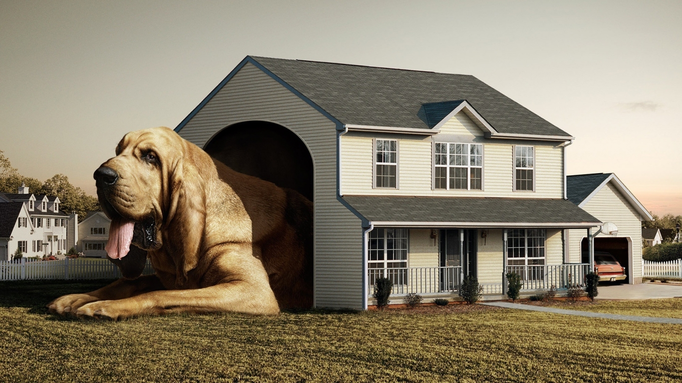 Dog Real House for 1366 x 768 HDTV resolution