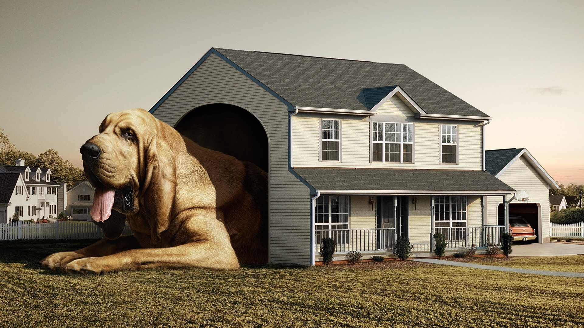 Dog Real House for 1920 x 1080 HDTV 1080p resolution