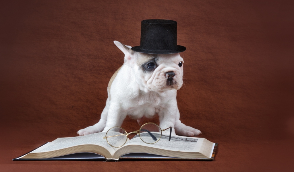 Dog Studying for 1024 x 600 widescreen resolution