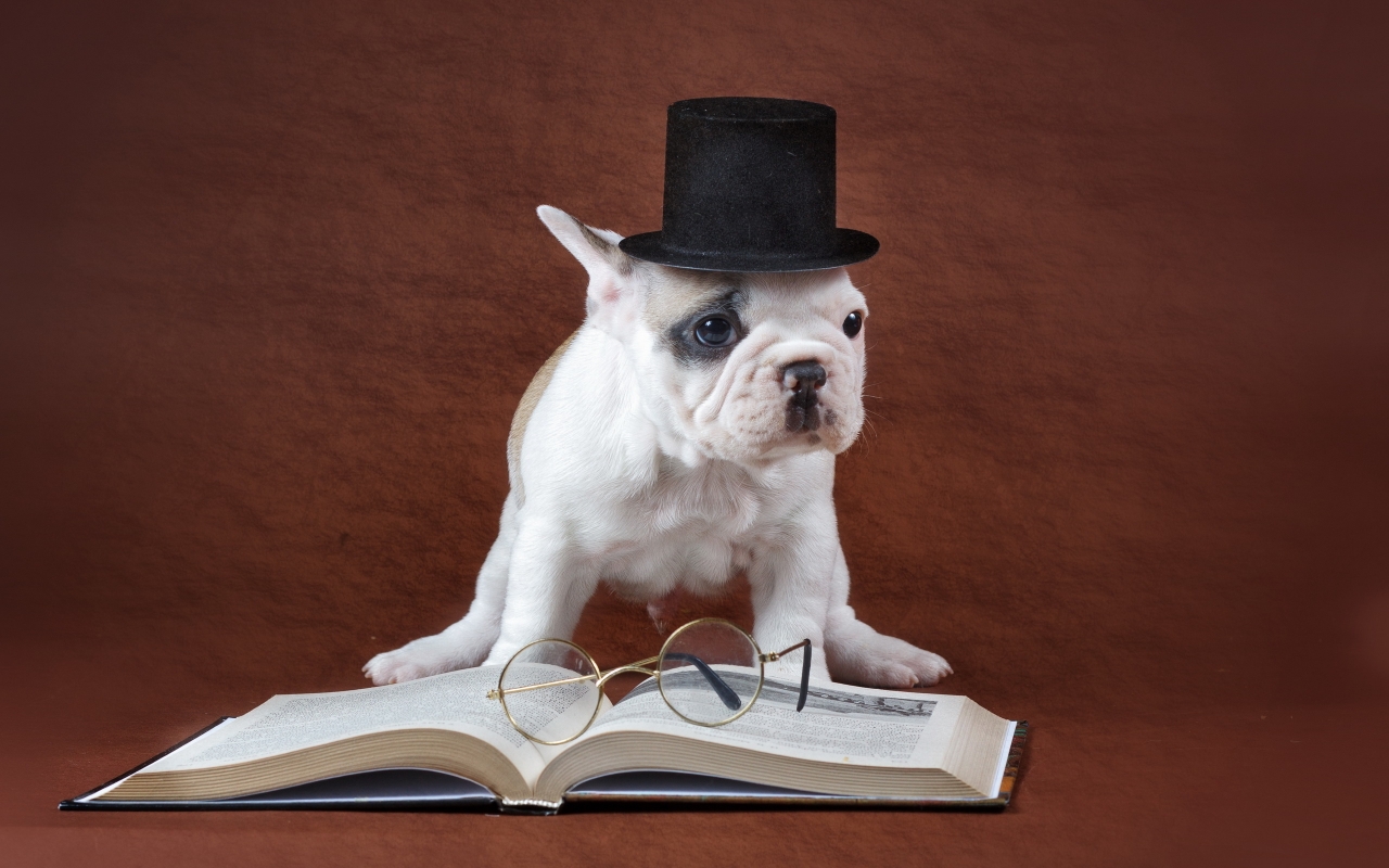 Dog Studying for 1280 x 800 widescreen resolution