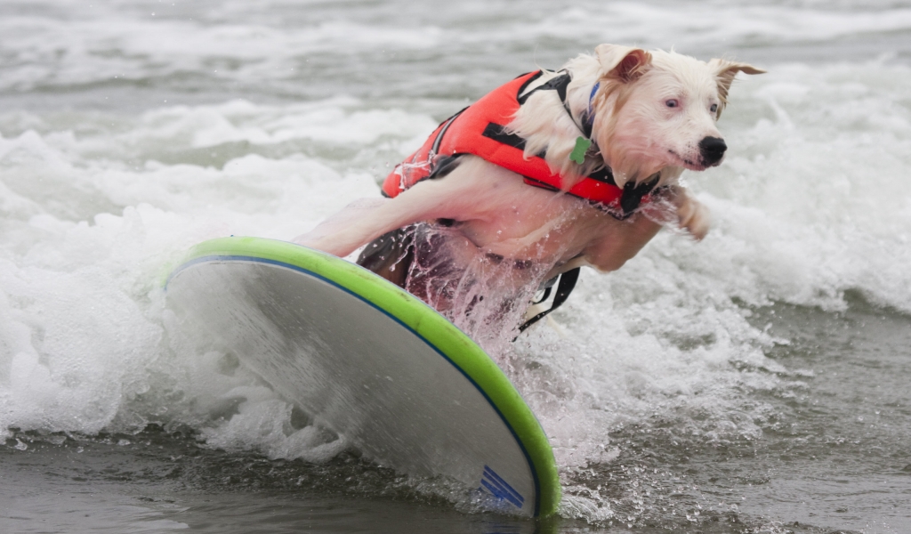 Dog Surfing for 1024 x 600 widescreen resolution