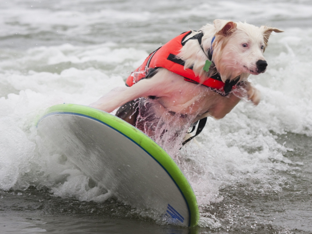 Dog Surfing for 1024 x 768 resolution