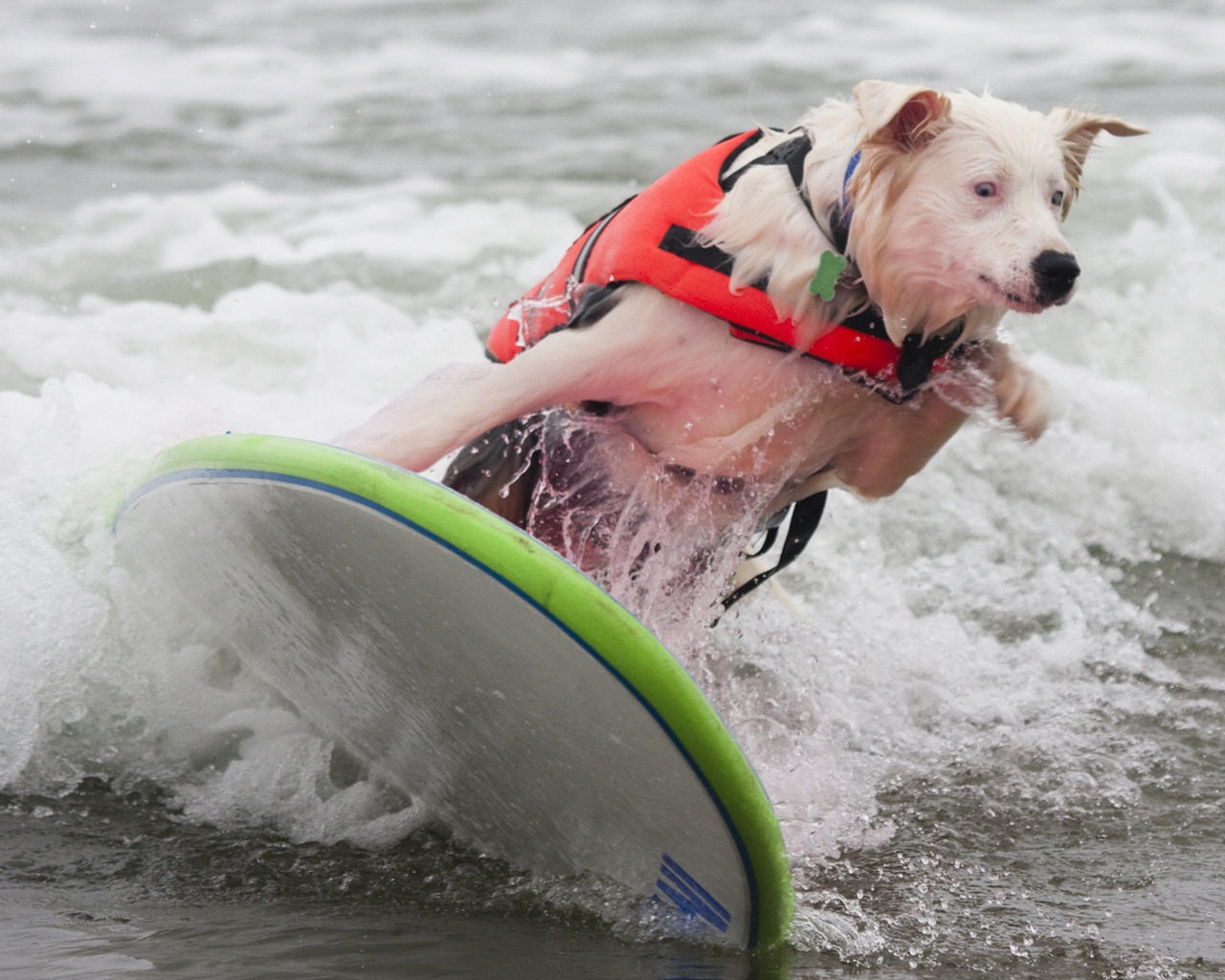 Dog Surfing for 1280 x 1024 resolution