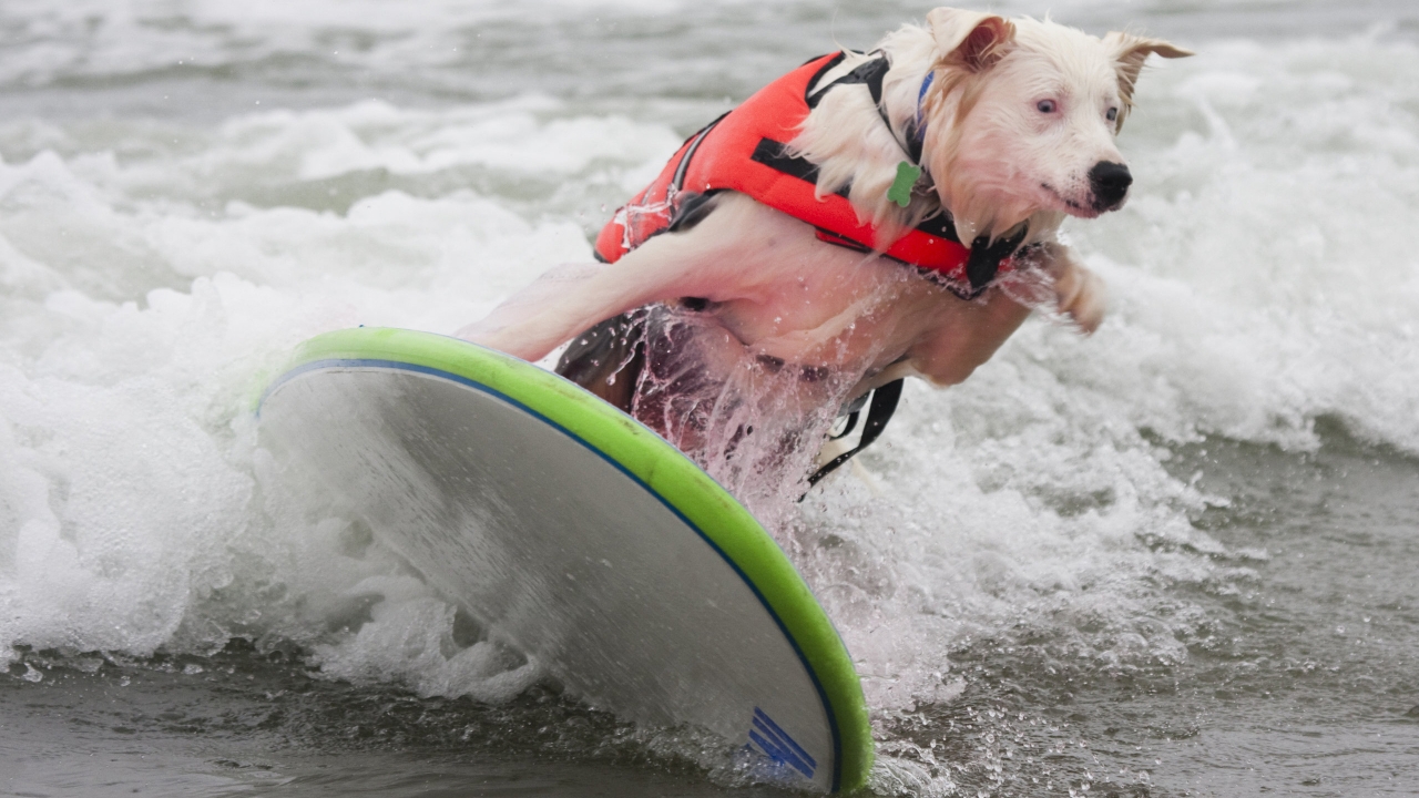 Dog Surfing for 1280 x 720 HDTV 720p resolution