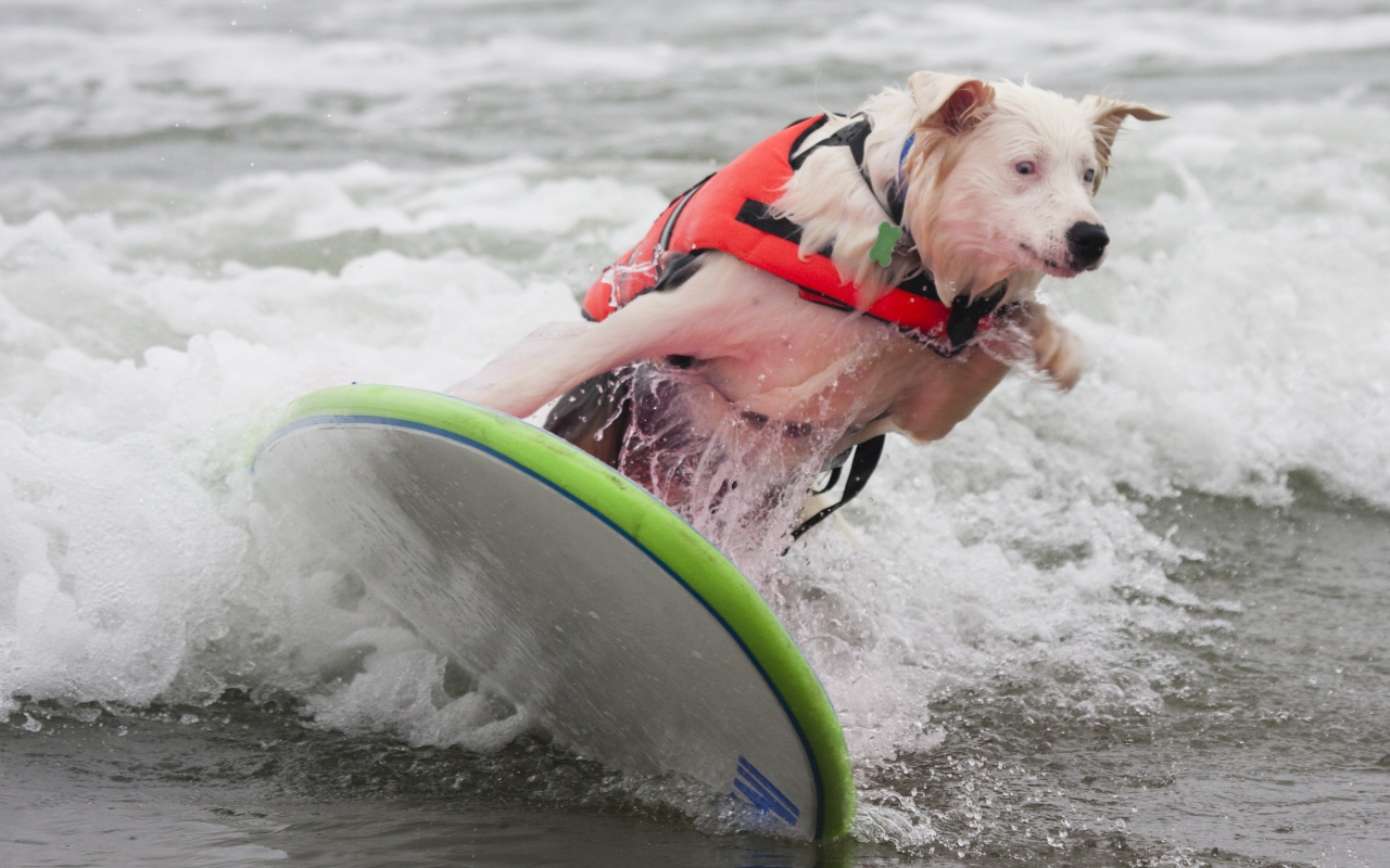 Dog Surfing for 1280 x 800 widescreen resolution