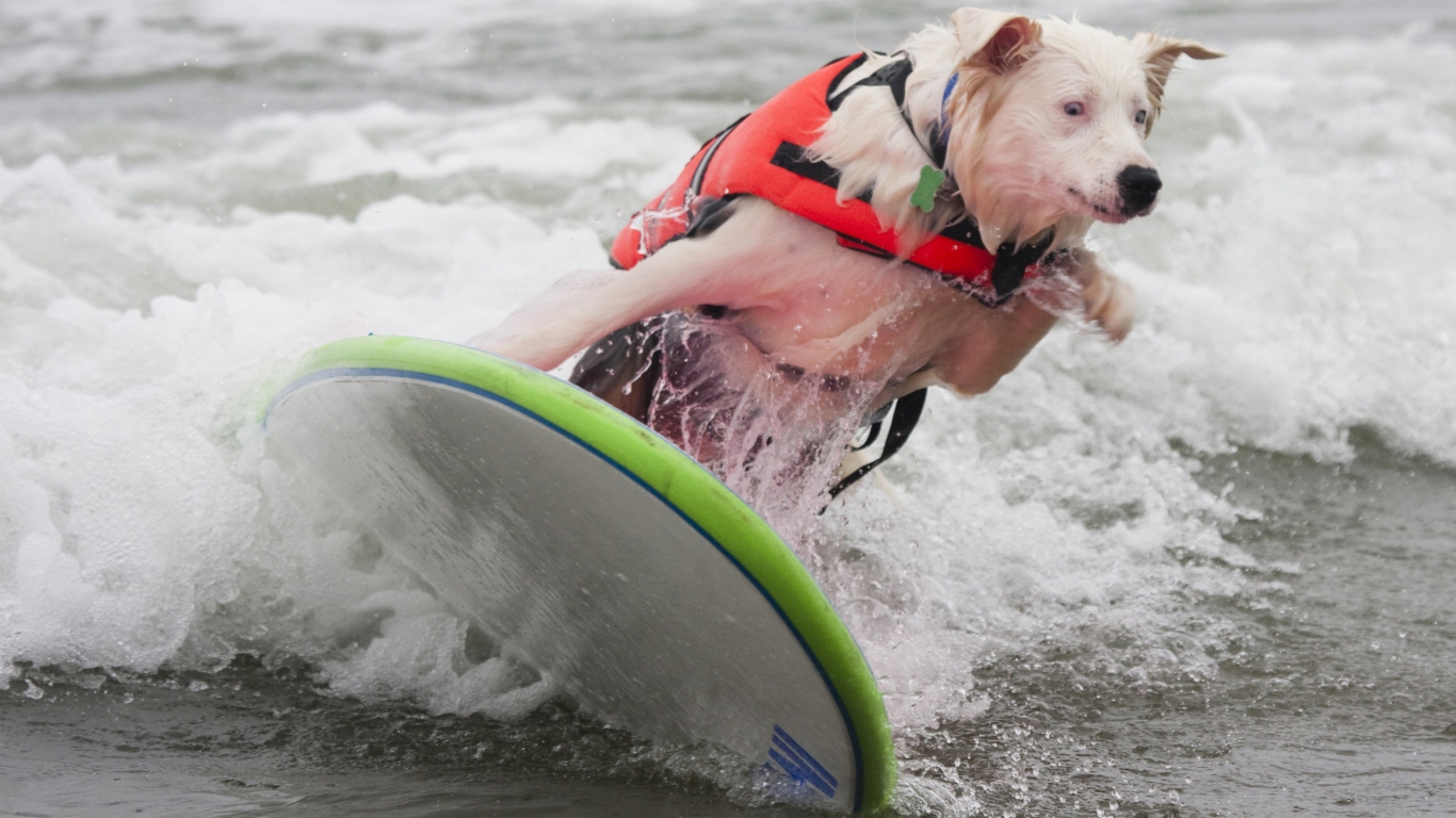 Dog Surfing for 1366 x 768 HDTV resolution