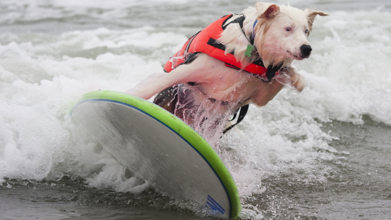 Dog Surfing for 1536 x 864 HDTV resolution
