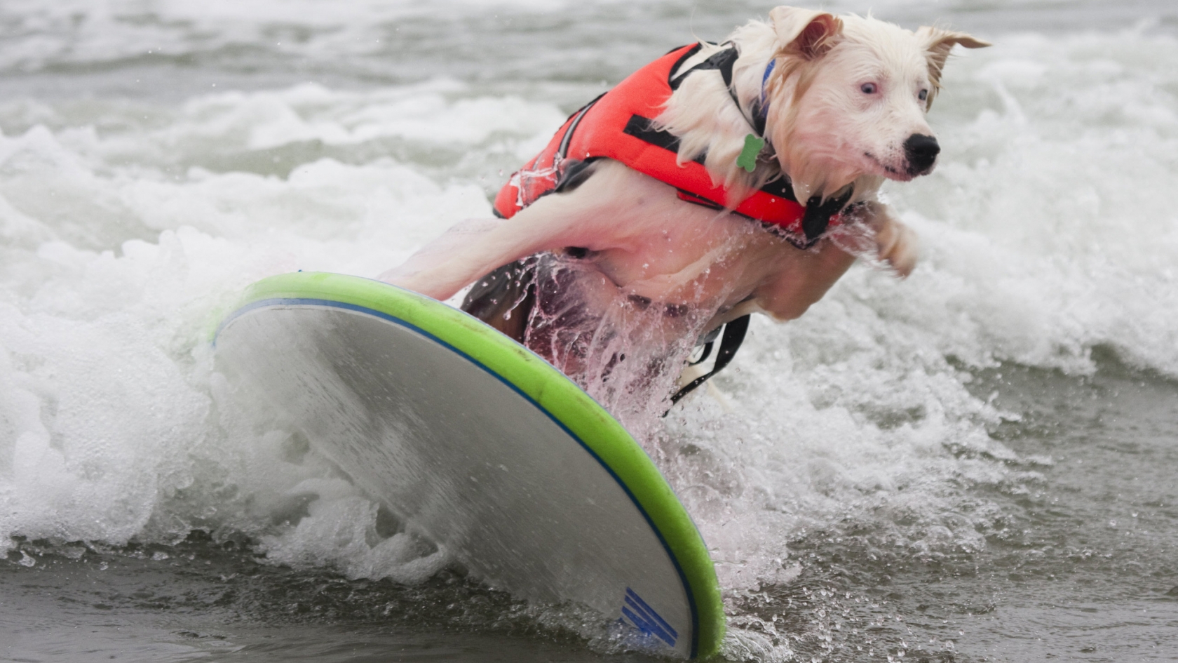 Dog Surfing for 1680 x 945 HDTV resolution