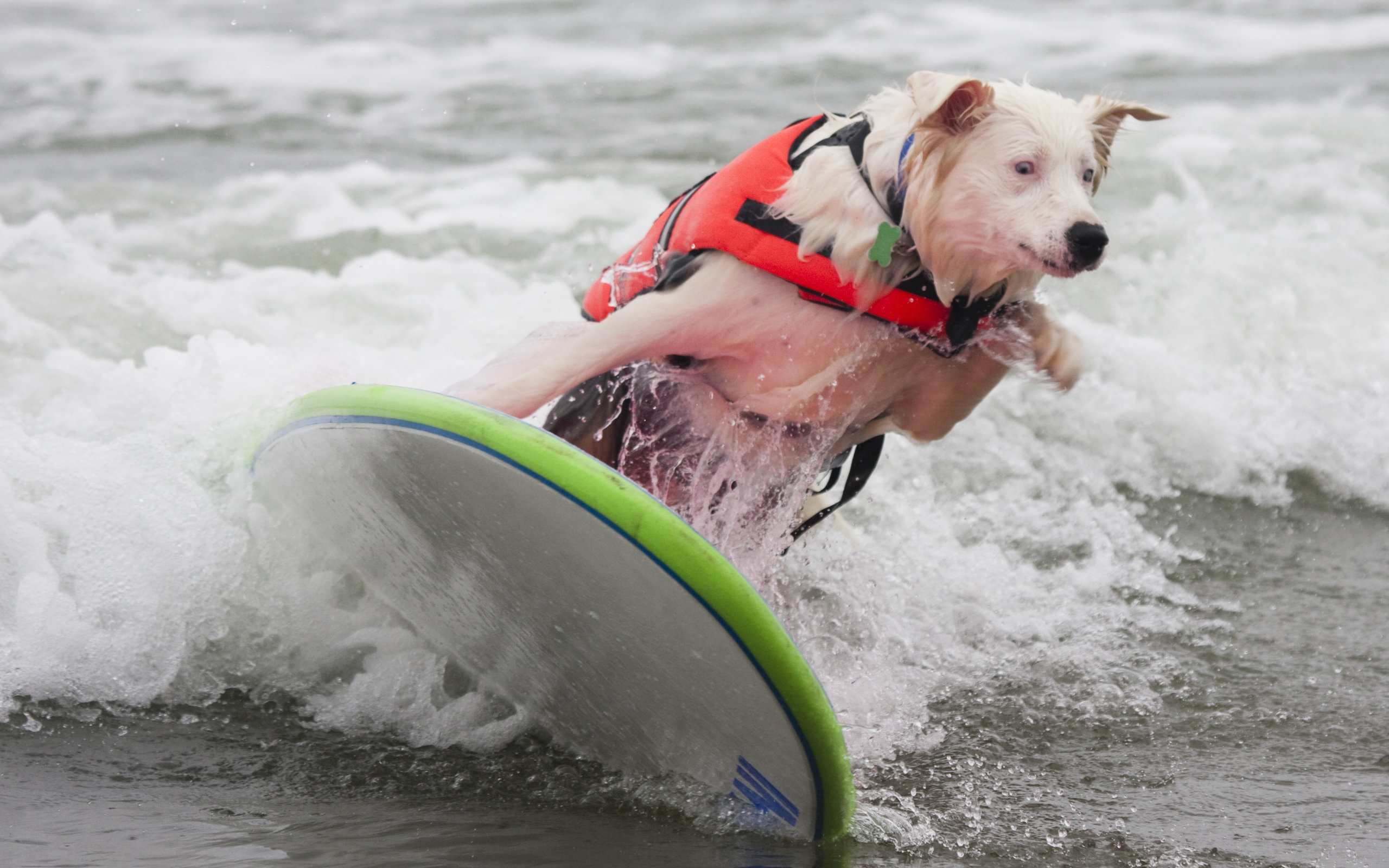 Dog Surfing for 2560 x 1600 widescreen resolution