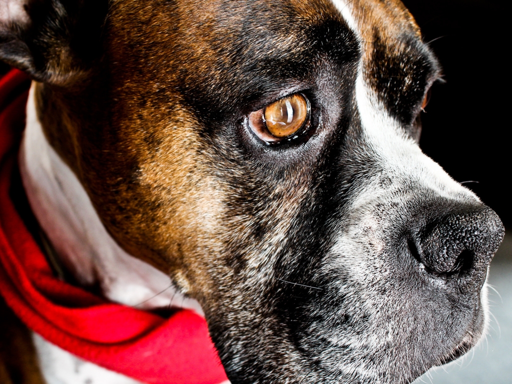 Dog with Red Scarf for 1024 x 768 resolution