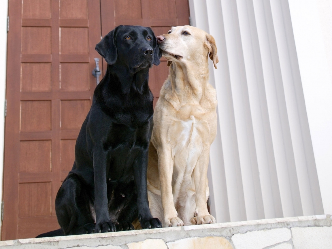 Dogs in Love for 1152 x 864 resolution