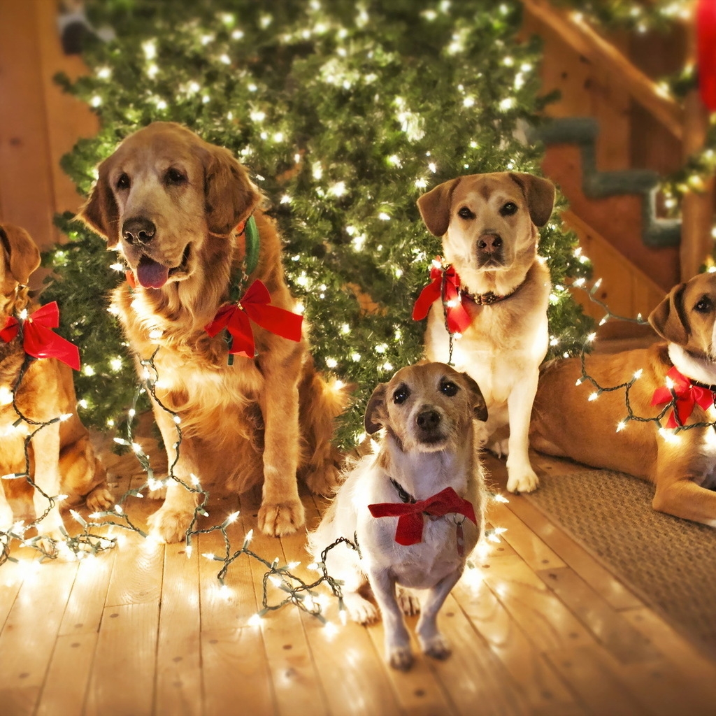 Dogs Waiting for Santa for 1024 x 1024 iPad resolution