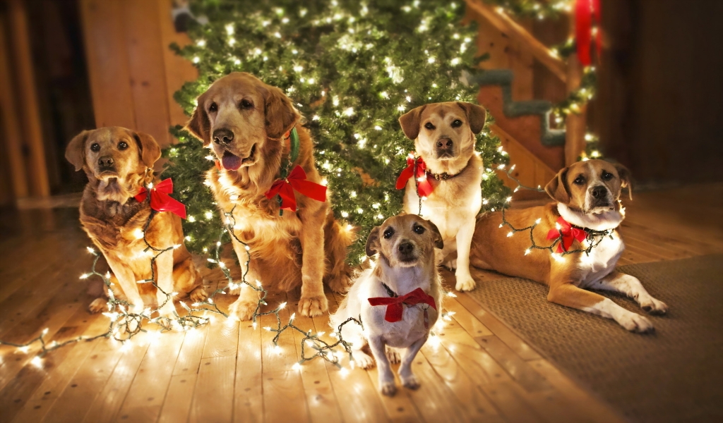 Dogs Waiting for Santa for 1024 x 600 widescreen resolution