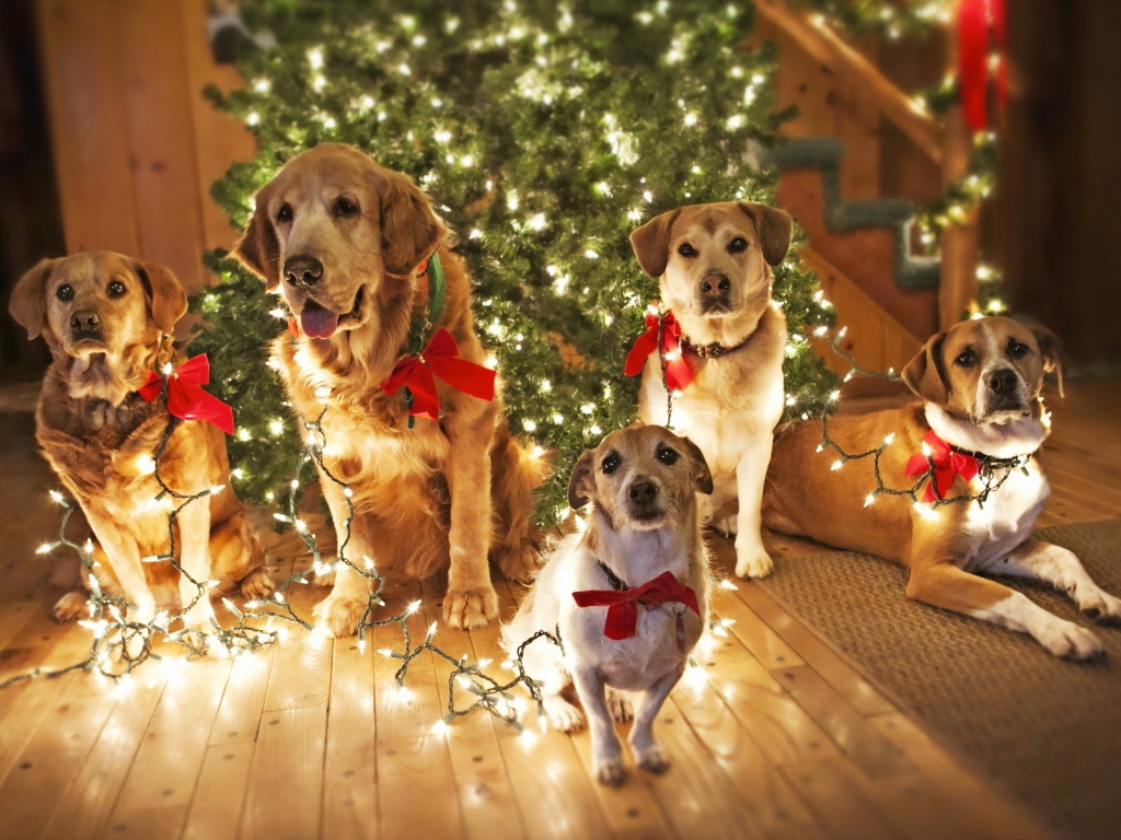 Dogs Waiting for Santa for 1024 x 768 resolution