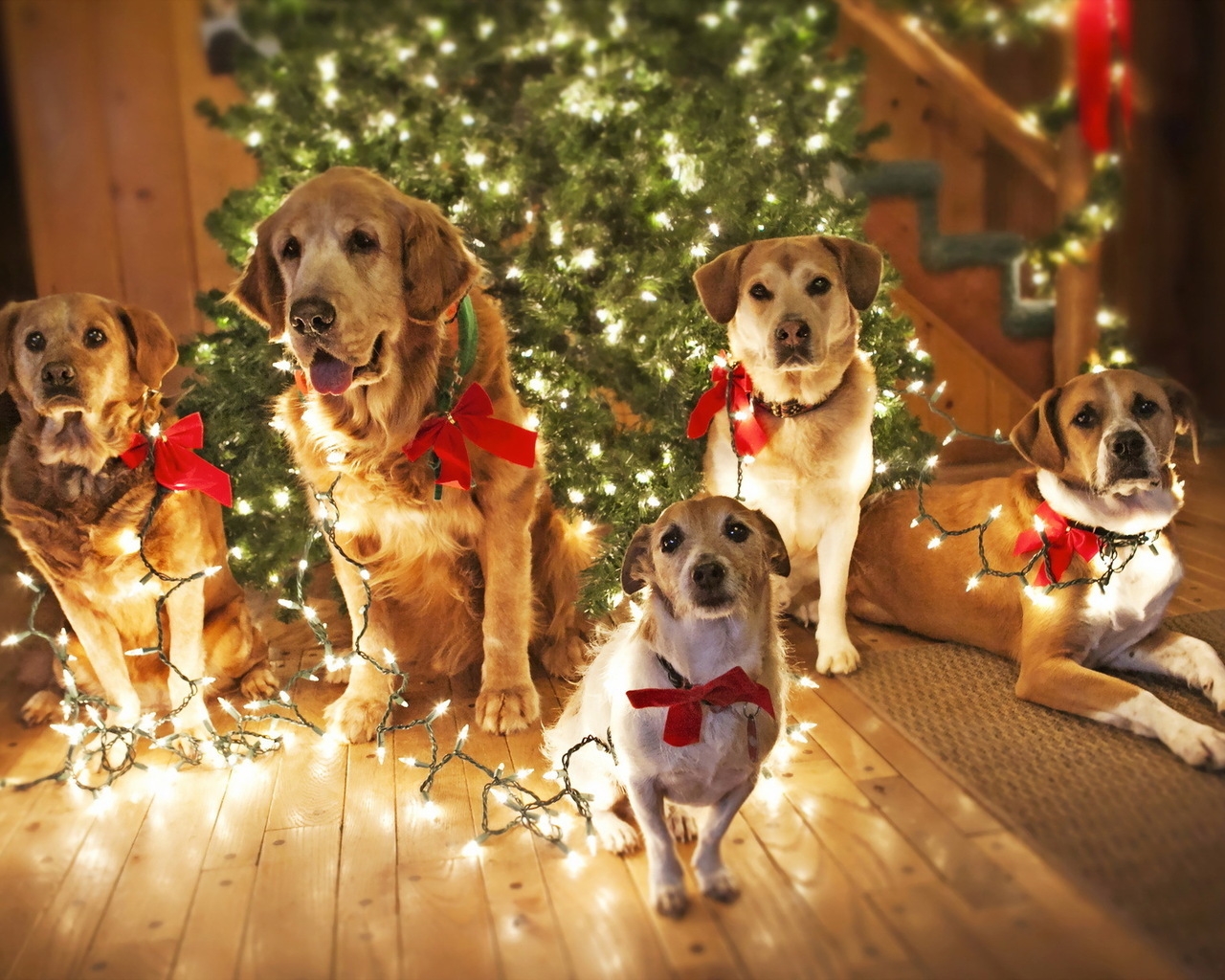 Dogs Waiting for Santa for 1280 x 1024 resolution