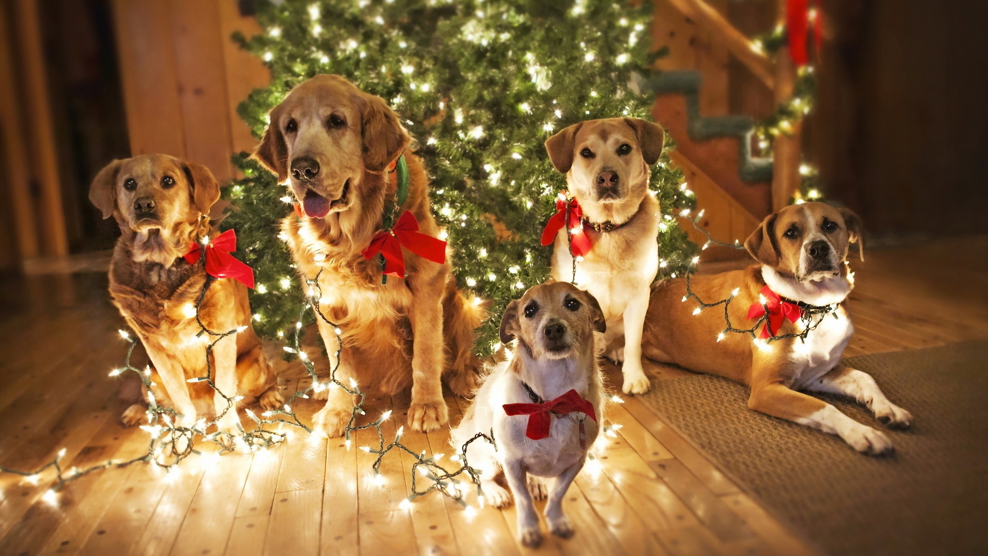 Dogs Waiting for Santa for 1920 x 1080 HDTV 1080p resolution