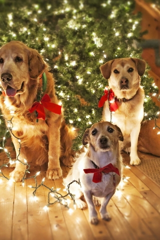Dogs Waiting for Santa for 320 x 480 iPhone resolution