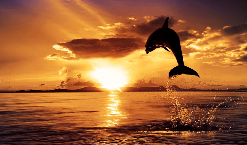 Dolphin in the Air for 1024 x 600 widescreen resolution